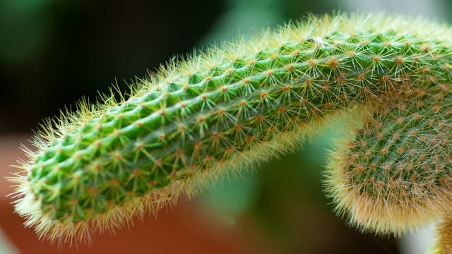 Ein Kaktus, der ein bisschen wie ein Phallus aussieht