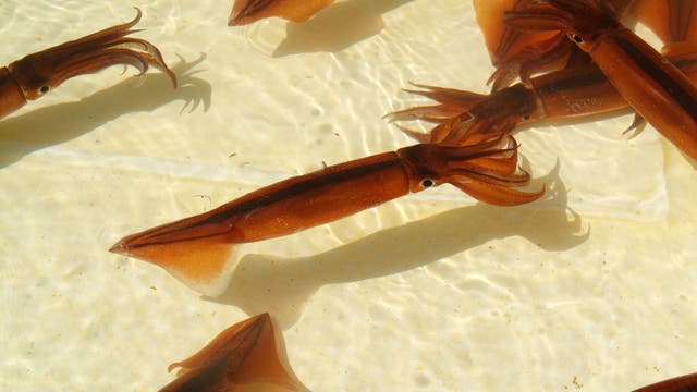 Rote Kalmare in flachem Wasser