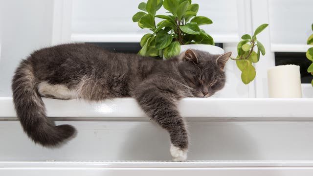 Eine Katze schläft auf dem Fensterbrett über der Heizung.