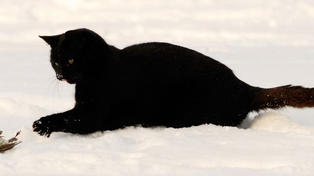 Katze mit erlegtem Rotkehlchen im Schnee