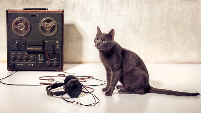 Katze vor Tonband und Kopfhörer