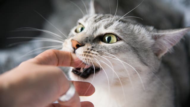 Manche Katzen haben ihre Besitzer zum Fressen gern