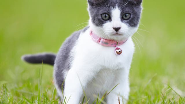 Katze mit normalem Glöckchenhalsband