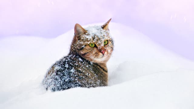 Kätzchen im Schnee