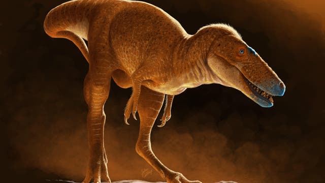 Eine künstlerische Darstellung eines Dinosauriers, der auf zwei Beinen auf einem Felsen steht. Der Dinosaurier hat eine orange-braune Haut mit feinen Schuppen und einen langen Schwanz. Der Hintergrund ist dunkel mit einem warmen, orangefarbenen Licht, das den Dinosaurier von hinten beleuchtet. Der Dinosaurier hat ein geöffnetes Maul mit sichtbaren Zähnen und blaue Augen.