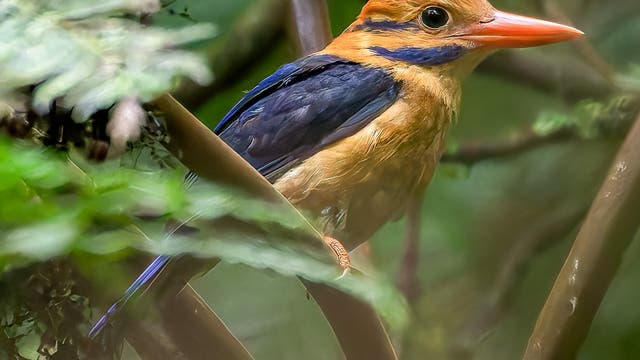 Ein Eisvogel mit rostbrauner Brust und Kopf und blauen Flügeln sitzt auf einem Farnwedel. Er hat einen lachsroten Schnabel, ein dunkles Auge und je einen blauen Streifen hinter dem Auge und unterhalb des Schnabels in Richtung Nacken.