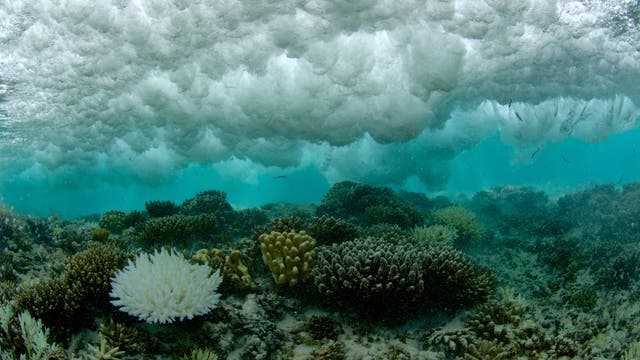El Niño hat weltweit zu Wetterkapriolen geführt und eine großflächige Korallenbleiche ausgelöst, weil sich das Meer regional stark aufgeheizt hatte.