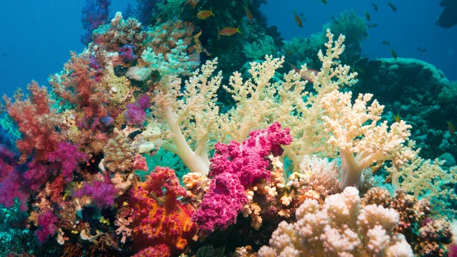 Ökosysteme wie Korallenriffe sind nicht nur voller Tier- und Pflanzenarten, sondern auch Fundgruben für Mikroben - und potenzielle Gegenmittel.