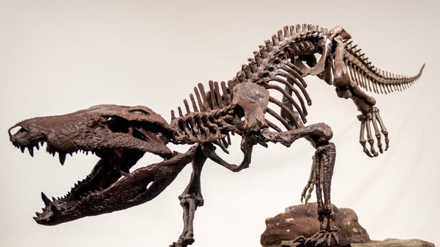 Ein vollständiges fossiles Skelett, das auf einem Sockel ausgestellt ist. Der Schädel ist groß und mit scharfen Zähnen versehen. Die Wirbelsäule verläuft entlang des Rückens bis zum langen Schwanz. Die Vorderbeine sind klein, während die Hinterbeine kräftig und stabil wirken. Das Skelett ist in einer dynamischen, vorwärts geneigten Position dargestellt. Der Hintergrund ist neutral, um den Fokus auf das Skelett zu lenken.