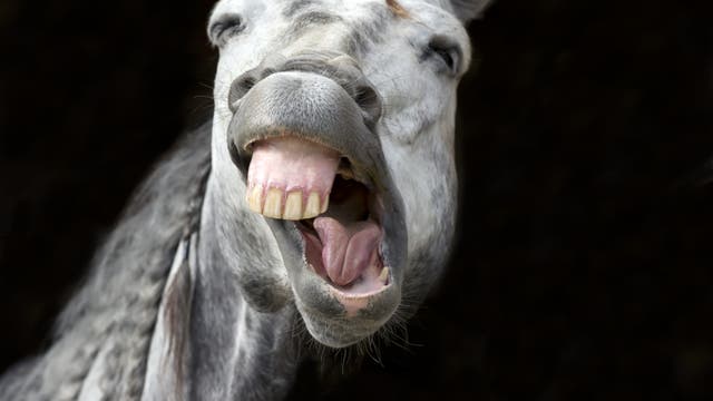 "Lachendes" Pferd macht eine Grimasse