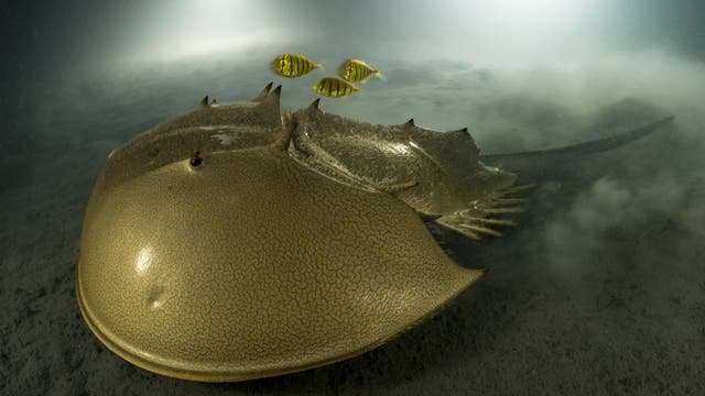 Ein goldglänzender Pfeilschwanzkrebs schwebt über dem Meeresboden.