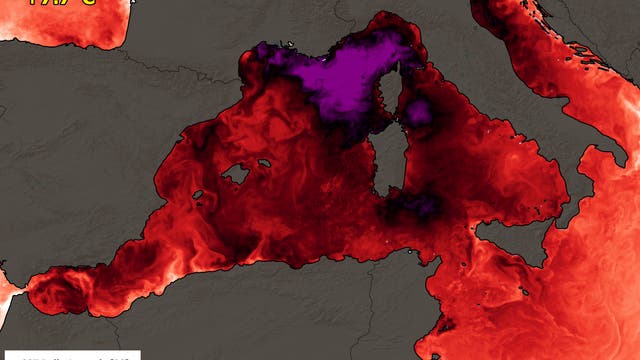 Karte des Mittelmeers zeigt die tägliche Anomalie der Meeresoberflächentemperatur (SST) am 5. Juli 2025. Die Farbskala reicht von 0 bis 7 Grad Celsius, wobei die Maximalanomalie +7,7°C beträgt. Rote und violette Bereiche markieren höhere Temperaturabweichungen. Unten links sind das Logo des Copernicus-Programms der Europäischen Union und eine Farbskala zu sehen.