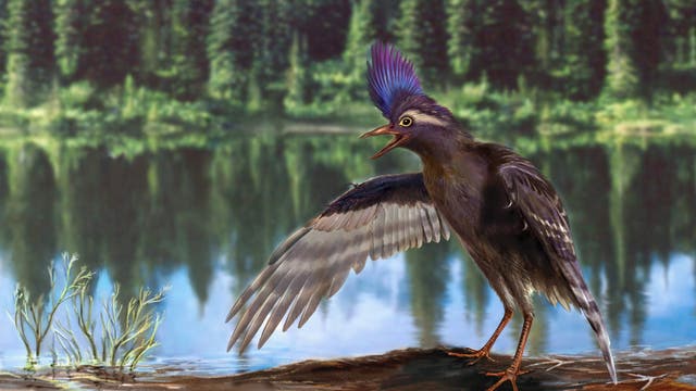 Archaeornithura meemannae war wahrscheinlich ein Watvogel aus der frühen Kreidezeit.