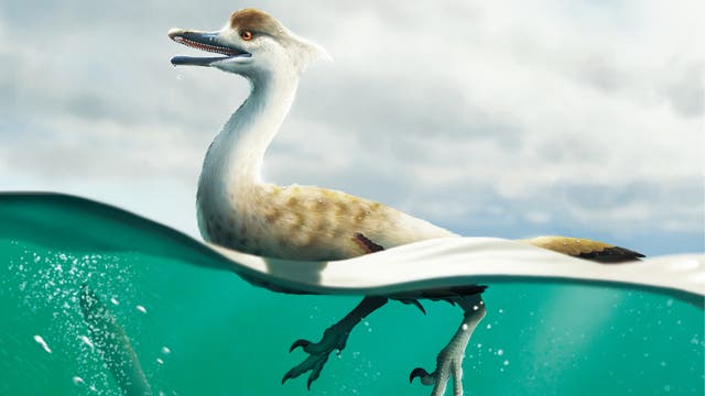 Künstlerische Darstellung des neuen Dinosauriers, der wie ein Tauchvogel aussah.