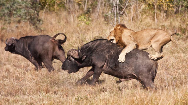 Löwe bei der Jagd auf Afrikanische Büffel