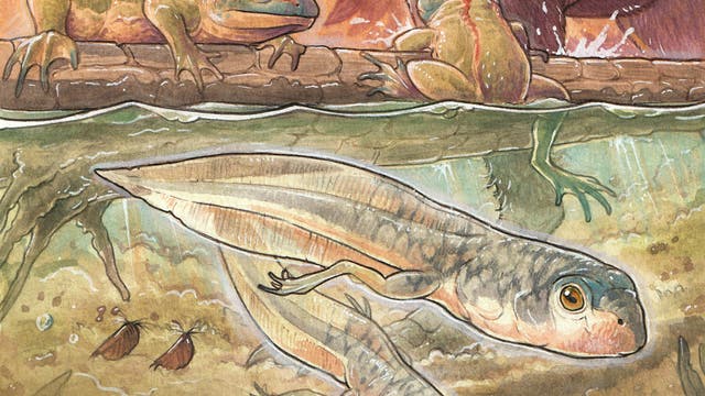 Die Illustration zeigt zwei große Kaulquappen der urzeitlichen Froschart Notobatrachus degiustoi im Wasser, im Hintergrund befinden sich zwei ausgewachsene, in grün eingefärbte Frösche dieser Art.  Sie haben jeweils einen roten Stzrich am Rücken sowie am Auge. Die Nase ist bläulich. Die Kaulquappen sind graublau auf dem Rücken und rötlich-weiß am Bauch sowie an den Flanken.