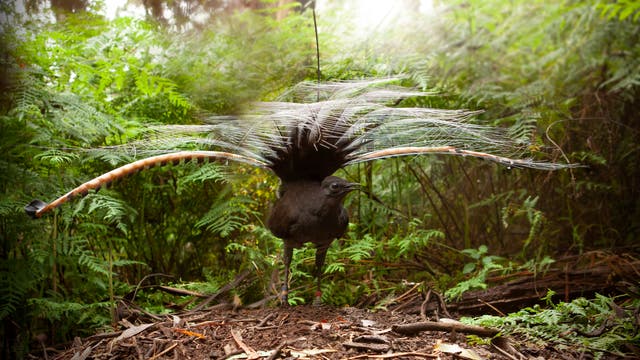 Ein prächtiger Leierschwanzvogel steht auf dem Waldboden, umgeben von üppigem Grün. Der Vogel hat seine beeindruckenden Schwanzfedern in einem auffälligen Fächer ausgebreitet, der an ein kunstvolles Federkleid erinnert. Die Szene ist in einem dichten Waldgebiet aufgenommen, das von Farnen und anderen Pflanzen umgeben ist.