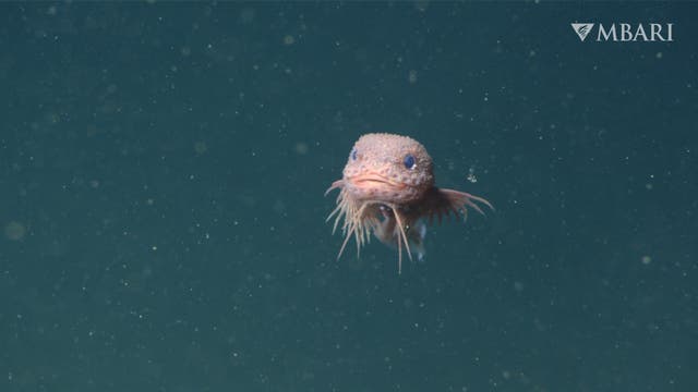 Ein blassrosa gefärbter Fisch mit stacheligem Aussehen und blauen Augen schwimmt in dunklem Wasser. Im oberen rechten Eck ist das Logo von MBARI zu sehen. Der Hintergrund ist dunkelblau mit verstreuten Partikeln.