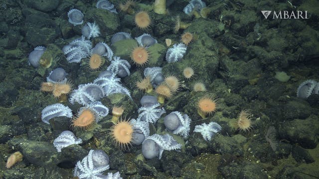 Zahlreiche Kraken versammeln sich auf dem Tiefseeboden, wo sie ihren Nachwuchs hüten.