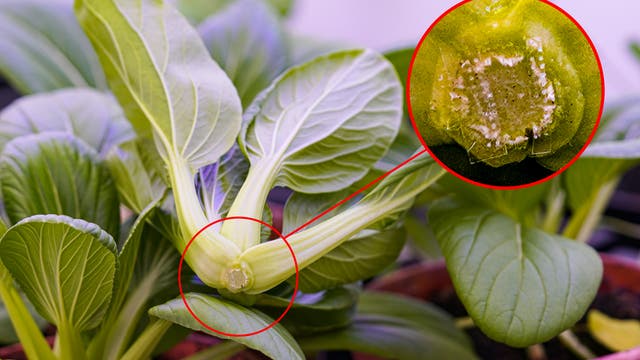 Grünes Blattgemüse, möglicherweise Pak Choi, wächst in einem Topf. Ein roter Kreis hebt einen Bereich an der Basis der Pflanze hervor. Ein vergrößertes Detailbild zeigt eine beschädigte Stelle mit weißen Flecken, die auf einen Schädlingsbefall hinweisen könnten. Im Hintergrund sind weitere Pflanzen sichtbar.