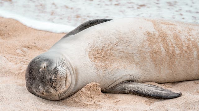 Eine Robbe liegt am Strand, mit geschlossenen Augen. Sand umgibt ihren Körper, während im Hintergrund sanfte Wellen an den Strand rollen. Die Szene vermittelt Ruhe.