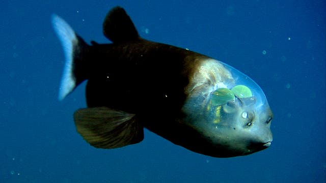 Ein Fisch mit einem durchsichtigen Kopf schwimmt im tiefblauen Wasser. Die inneren Strukturen des Kopfes sind sichtbar, einschließlich der Augen und anderer Organe. Der Körper des Fisches ist dunkel, während der Kopf eine transparente Kuppel aufweist, die einen Blick auf die komplexe Anatomie ermöglicht. Der Hintergrund ist einheitlich blau, was die Details des Fisches hervorhebt.