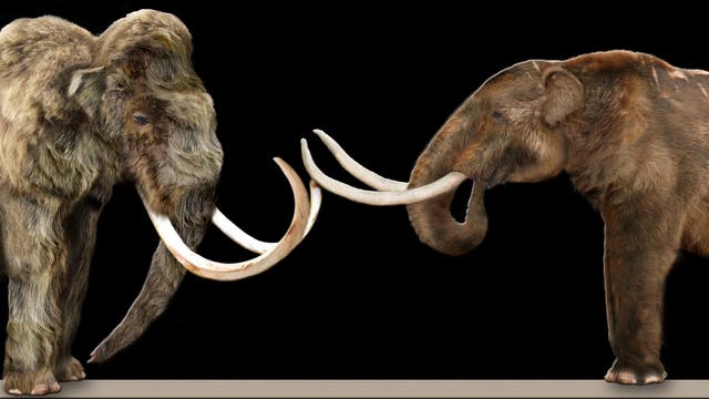 Mammut und Mastodon