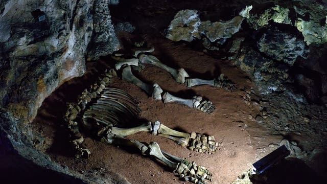 Skelett eines Mammutjungtiers in einer Karsthöhle