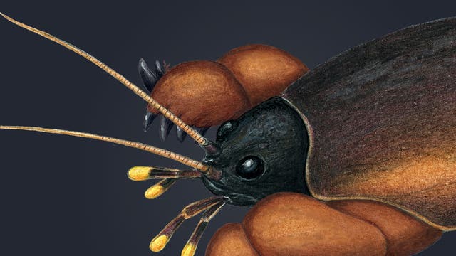 Illustration eines Insekts mit detaillierter Darstellung des Kopfes und der Vorderbeine. Der Kopf ist schwarz mit großen, runden Augen und langen, dünnen Antennen. Die Vorderbeine sind kräftig und braun, mit sichtbaren Krallen. Der Körper ist dunkelbraun mit einem glatten, glänzenden Panzer. Der Hintergrund ist einfarbig dunkelgrau, was das Insekt hervorhebt.