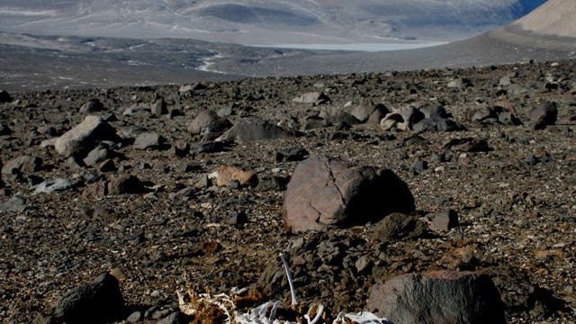 Mumifizierte Robbe im antarktischen Trockental