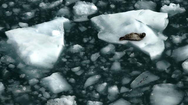 Eine Sattelrobbe ruhtr auf einer Eisscholle in Alaska