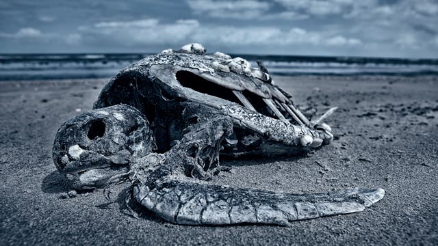 Tote Meeresschildkröte als Symbol sterbender Ozeane