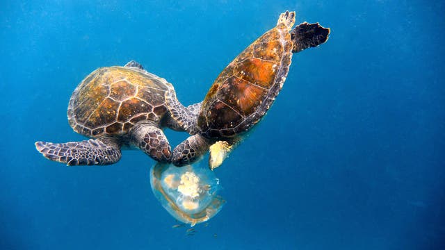 Zwei Meeresschildkröten fressen an einer Qualle