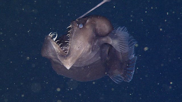 Ein Tiefseefisch mit einem leuchtenden Köder auf dem Kopf schwimmt im dunklen Wasser. Er hat einen großen, offenen Mund mit spitzen Zähnen und ist von kleinen Partikeln umgeben. Der Hintergrund ist dunkelblau, was die Tiefseeumgebung andeutet.