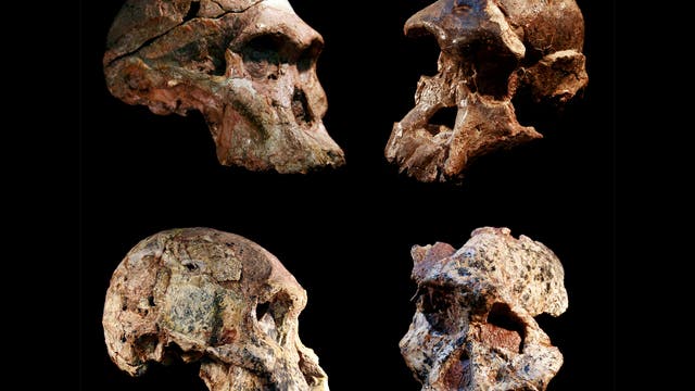 Vier Schädel von Australopithecinen aus den südafrikanischen Karsthöhlen von Sterkfontein. Ihr Alter beträgt bis zu 3,7 Millionen Jahre laut einer neuen Datierung.