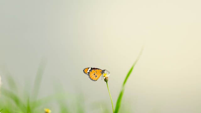 Ein einzelner Monarchfalter sitzt an einem Grashalm