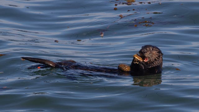 Ein Seeotter an der kalifornischen Küste schlägt seine Beute gegen einen Stein auf seinem Bauch.