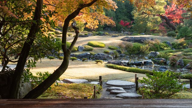 Ein traditioneller japanischer Garten, gesehen durch einen offenen Holzrahmen. Im Vordergrund steht ein Baum mit herbstlich gefärbten Blättern in Orange- und Gelbtönen. Der Garten zeigt gepflegte Rasenflächen, Trittsteine und einen kleinen Bach, umgeben von üppigem Grün und roten Ahornbäumen. Die Szene strahlt Ruhe und natürliche Schönheit aus.