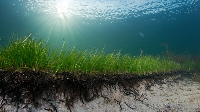 Unterwasseraufnahme eines Seegrasfeldes auf sandigem Meeresboden. Sonnenstrahlen dringen durch das klare Wasser und beleuchten die grünen Seegräser, die sich sanft in der Strömung wiegen. Die Szene vermittelt ein Gefühl von Ruhe und natürlicher Schönheit.