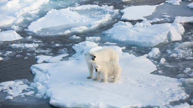 Eisbären auf einer Eisscholle im Nordpolarmeer