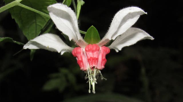 Blüte der tropischen Pflanze Nasa humboldtiana