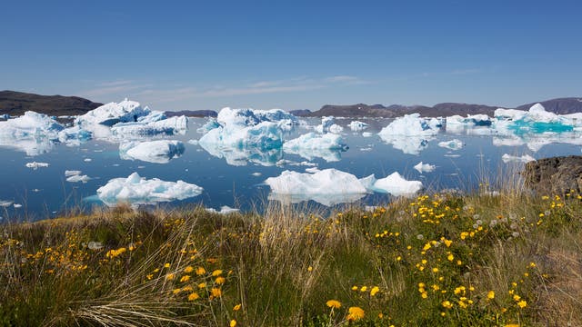 Die Erderwärmung läuft in Grönland schneller ab als an vielen anderen Stellen der Erde. Wo vor wenigen Jahren noch Gletscher lagen, wachsen heute Gräser und Blumen.