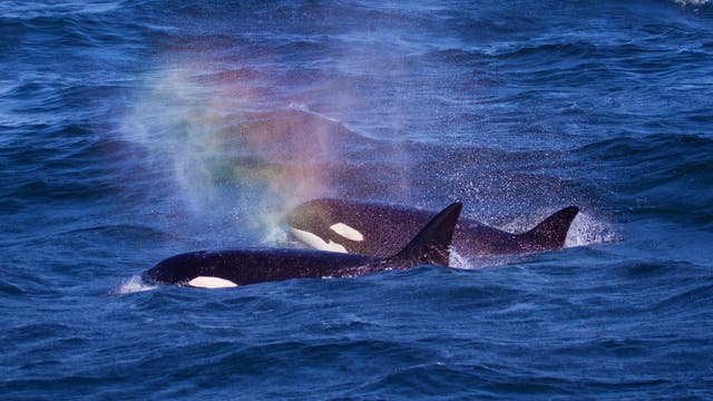 Orcas in der Monterey Bay