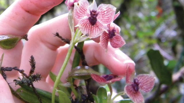 Telipogon diabolicus - eine seltene Orchidee aus Kolumbien