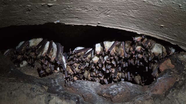 Große Mausohren drängen sich in einer Spalte in der Wand der Bunker