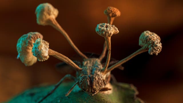 Parasitärer Pilz wächst aus totem Insekt