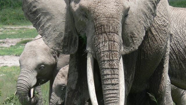 Schnüffelnde Elefantendame