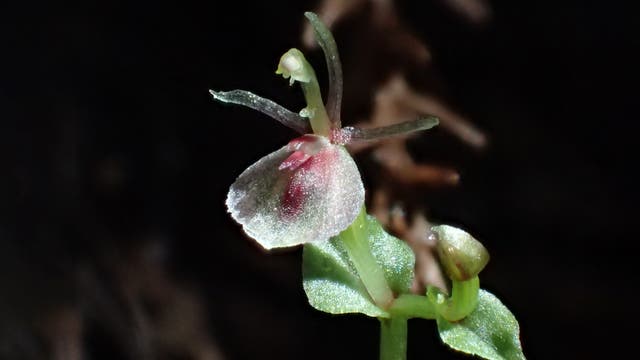 Nahaufnahme einer kleinen Orchideenblüte mit zarten, durchscheinenden Blütenblättern in Rosa- und Gelbtönen. Die Blüte sitzt auf einem grünen Stängel mit einigen Blättern im Hintergrund. Der Hintergrund ist unscharf, was den Fokus auf die detaillierte Struktur der Blüte lenkt.