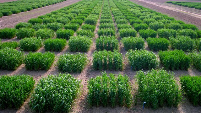 Grüne Roggenpflanzen in einem landwirtschaftlichen Versuchsfeld, die in quadratischen Parzellen angeordnet sind. Die Pflanzen sind gleichmäßig verteilt und zeigen unterschiedliche Wachstumsstadien.