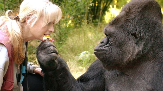 Koko und Francine Patterson